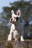 BOULEDOGUE FRANCAIS 904